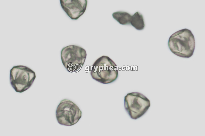 Pollen Bruyère x200 - gryphea.com